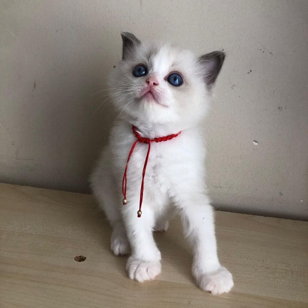 Ragdoll for sale| Buy Ragdoll kittens